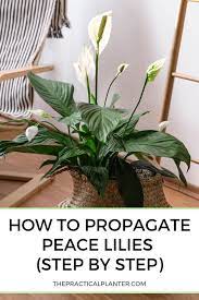 How To Propagate Peace Lilies Step By Step In 2021 Peace Lily Lily Propagation