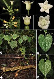 Image result for Zehneria scabra