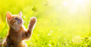 See kitten stock video clips. 482 587 Kitten Photos Free Royalty Free Stock Photos From Dreamstime