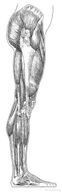 I took measures to simplify anatomy and i edited out a lot of smaller muscle groups, to get us the minimum we need to draw the legs. Leg Side Muscles Overview Interfox Smart