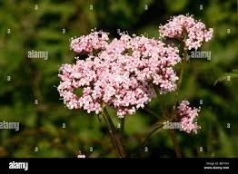 Image result for Valerianaceae