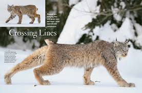 Dog cat cat family lynx habitat canada lynx animal totems lynx big cats cats animals friends. Crossing Lines