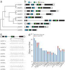 Cells are of different shapes and size. Robust Increase Of Leaf Size By Arabidopsis Thaliana Grf3 Like Transcription Factors Under Different Growth Conditions Scientific Reports