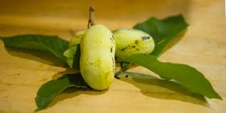 The tree's fruit is a food source for rabbits, squirrels, pheasants and other birds. Bleeding Heartland