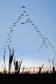 Pin By Bob Rivard On Autumn Denim Beautiful Birds Birds Flying Bird