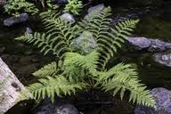 Image result for Cycnium filicalyx