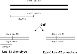 Figure 3 Diagram Of Genotype Of The Reference Sdp2 Strain