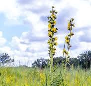 Silphium laciniatum - Compass Plant