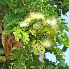 Image result for Albizia lebbeck