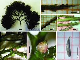 Image result for Najas marina