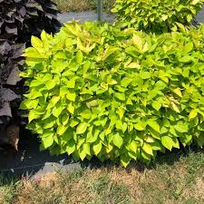 Image result for Ipomoea richardsiae