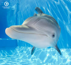 Winter Clearwater Marine Aquarium Marine Aquarium Ocean Animals
