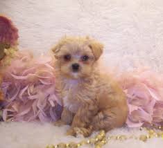 Looking for toy poodle puppies for sale? Apricot Maltipoos Teacup Apricot Maltipoo Puppies