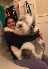 For those who want to add a mini sheepadoodle as your new family member, then it. Sheepadoodle Breeders Sheepadoodles Org Sheepadoodle Cute Baby Animals Sheepadoodle Puppy