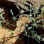 Image result for Fagonia isotricha