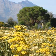 Image result for Helichrysum candolleanum