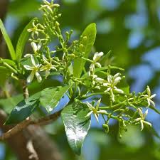 Image result for Tabernaemontana odoratissima