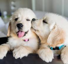 We breed, import, and sell golden retrievers from international ch lines in the usa and worldwide.we have a large range of golden retriever puppies such as; Golden Deriever Puppies For Adoption Home Facebook