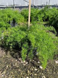 Image result for A. densiflorus Sprengeri