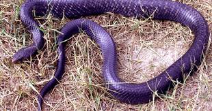 Black And White Striped Snake Texas Pin By Hannah Waters On Purple Animals Purple Snake Snake Purple Animals