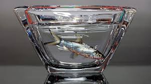 We did not find results for: Sul Coreano Faz Pinturas Hiper Realistas De Peixes Nadando Em Tigelas E Copos Pequenas Empresas Grandes Negocios Estetica E Bem Estar