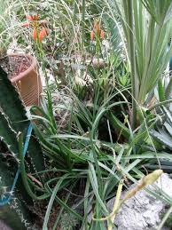 Image result for Aloe inyangensis