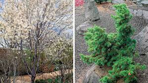 Hydrangeas are beautiful flowering shrubs, and panicle hydrangeas can work as small trees, growing up to 25 feet tall and wide. Trees For Tight Spaces Finegardening