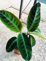 I Found One Of The Plants On My Wishlist I M Over The Moon About Finding This Calathea Warscewiczii It S Leaves Are So Soft I Plants Calathea Plant Leaves