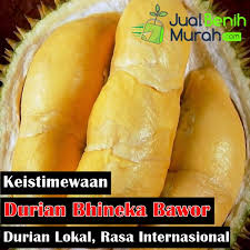 Dua jenis durian klon ini masih mendapat permintaan tinggi, harga juga masih stabil dan paling mahal antara durian lain. Inilah 7 Keunggulan Durian Bhineka Bawor Buah Durian Lokal Dengan Kualitas Internasional Jualbenihmurah Com