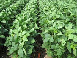 New Soybean Herbicides For 2017 Cropwatch University Of
