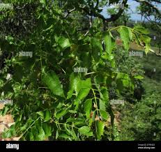 Image result for Steganotaenia