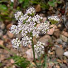 Image result for Afrosciadium nyassicum