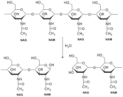 Lysozyme Wikipedia