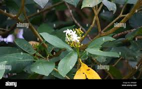 Image result for Voacanga bracteata