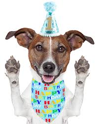 PET SHOW Blue Small Dog First Birthday Party Hat and Bandana Set for Boy  Puppies Cats Male 1 st Birthday Gift Cone Hat Headband Plaid Bandana  Grooming Accessories Costume : Amazon.co.uk: Pet