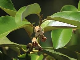 Image result for Bridelia brideliifolia