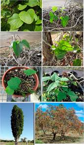 Image result for Menispermaceae