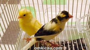 Check spelling or type a new query. Tips Membedakan Kenari Jantan Dan Betina Melalui Pengamatan Fisik Dan Perilaku Om Kicau