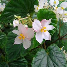 Image result for Begonia poculifera