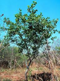 Image result for Searsia longipes