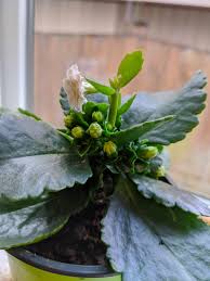 Image result for Kalanchoe calandiva