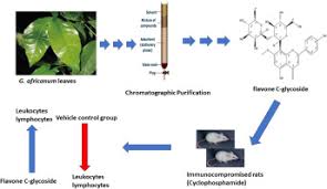 Image result for Gnetum africanum