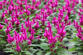 Intenz dark purple celosia is a dense herbaceous annual with an upright spreading habit of growth. Celosia Intenz Dark Purple