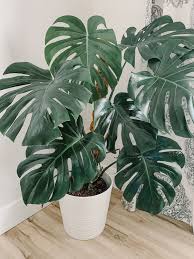 How To Care For A Monstera Deliciosa That Planty Life Plants Inside Plants Plant Decor