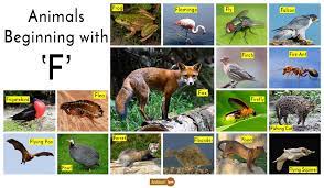 You all know the very popular and heartbreaking story of hachiko who used to meet his owner, professor hidesaburō ueno at the shibuya station in japan. Animals That Start With F