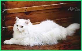 Dalam bahasa latin, kata cleo artinya ningrat, mulia atau aristocrat. 6 Nama Kucing Islami Terbaik Ekor9 Com Ekor9 Com