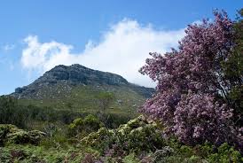 Image result for Virgilia