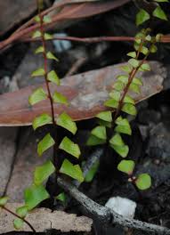 Image result for Lindsaea