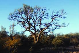Image result for Acacia erioloba