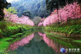 日本的賞櫻可說是國民的活動，每年三月底 日本觀光協會的櫻花情報 圖示與文字說明詳細 還有分水邊 5000株以上等 yahoo! æ‰æž—æºªç¨æ­¥å…¨å°æ«»èŠ±æ²³å²¸æ‰æž—æºª3æœˆä¸Šæ—¬è³žèŠ±åŠæ™‚